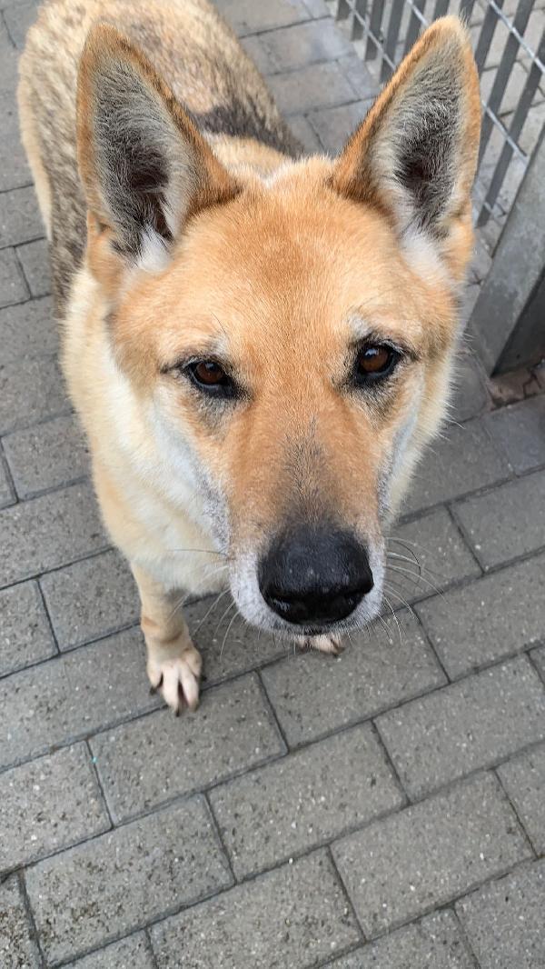 LUPA BELLISSIMA PASTORE TEDESCO Foto 4